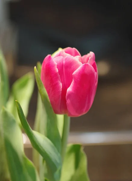 Visão Foco Seletiva Close Uma Única Tulipa Vermelha — Fotografia de Stock