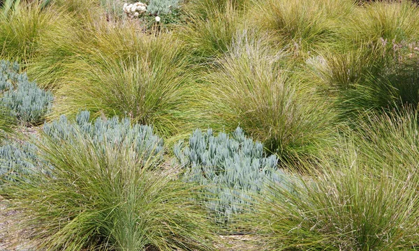 Vista Marco Completo Seccional Jardín Con Hierba Decorativa Del Desierto — Foto de Stock