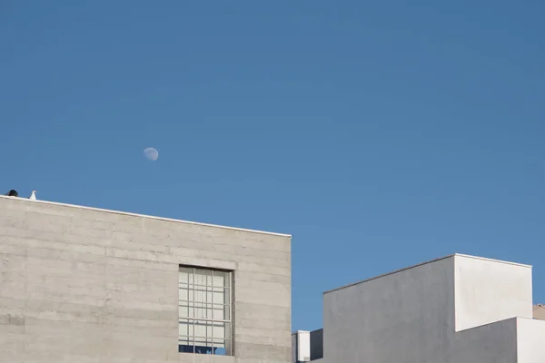 Vista Ángulo Bajo Una Gaviota Borde Superior Complejo Edificios Con —  Fotos de Stock