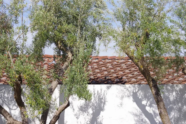 앞쪽에 얼마의 올리브 나무가 스페인 지붕의 — 스톡 사진