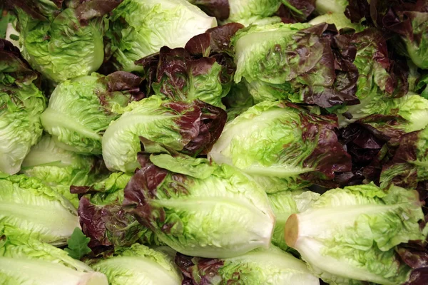 Großaufnahme Vollbild Ansicht Von Bio Salatköpfen Mit Roten Blättern Einem — Stockfoto
