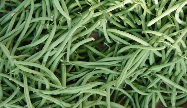 Close Full Frame View Freshly Harvested Organic French Green Beans — Stock Photo, Image