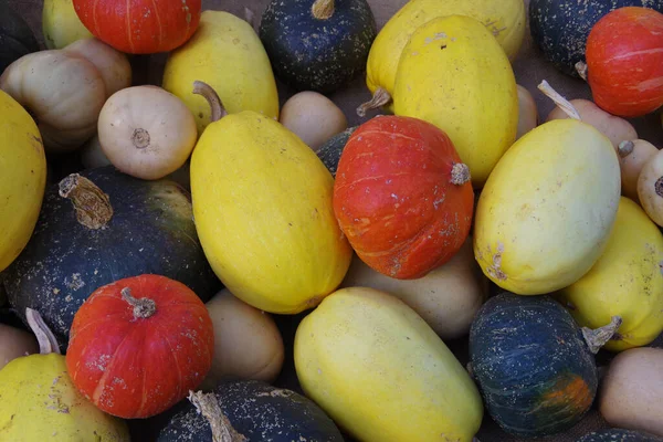 Detailní Pohled Celou Škálu Organických Squash Vystavených Tržišti — Stock fotografie