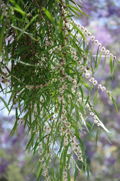 Vista Cerca Las Pequeñas Flores Blancas Primavera Árbol Agonis Flexuosa —  Fotos de Stock