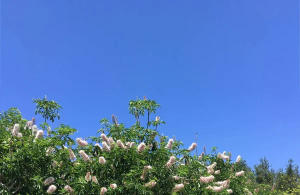 Close Sectional View Many Cone Shaped Flowers Bird Cherry Tree — Stock Photo, Image