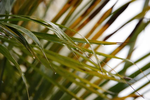 Close Van Waterdruppels Een Palmblad Regen — Stockfoto