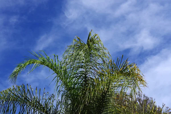 Vista Bajo Ángulo Cielo Azul Vivo Sobre Una Palmera Primavera — Foto de Stock