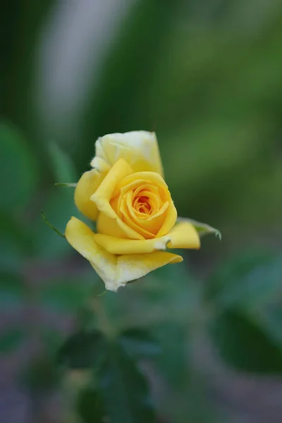 一个幼小的黄色玫瑰花的特写高角宏观视图 — 图库照片