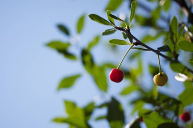 Kiraz dal mavi gökyüzü karşı. Olgun kırmızı ve sarı. Yaz günü