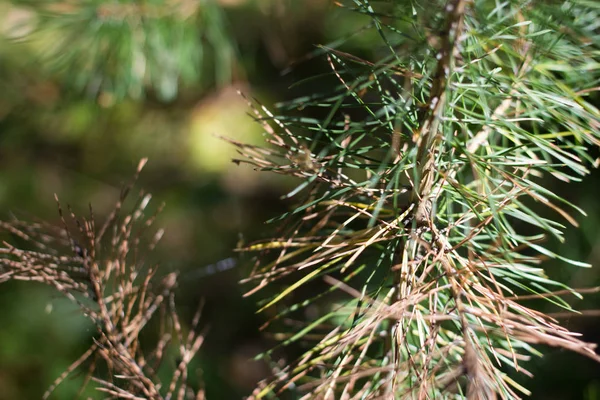 Foresta Primo Piano Ramoscello Conifera Illuminato Dal Sole Natura All — Foto Stock