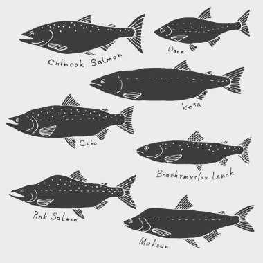 A set of fish from northern rivers. Siberia, Alaska. Silhouette drawing, vector clip art clipart