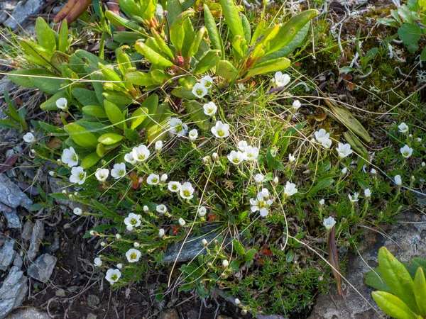 Pequeñas Flores Blancas Montaña Las Piedras Naturaleza Salvaje —  Fotos de Stock