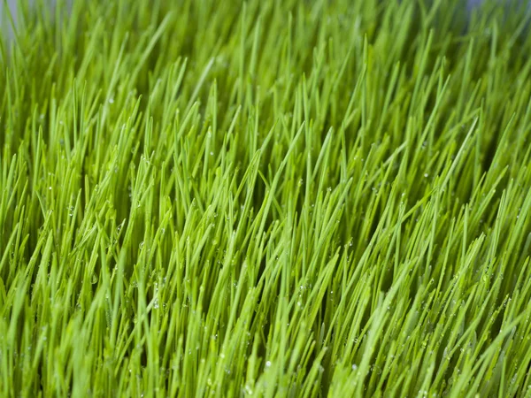 Sprouted Grass Healthy Food Close Fresh Sprouts Living Natural Nutrition Royalty Free Stock Images
