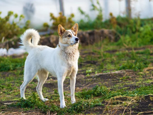 Perro Del Pueblo Blanco Mira Atentamente Escena Vida Del Pueblo — Foto de Stock