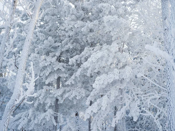 Rime Cubría Todos Los Árboles Del Bosque Día Helado Siberia — Foto de Stock