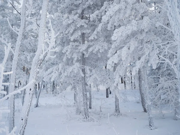 Rime Cubría Todos Los Árboles Del Bosque Día Helado Siberia — Foto de Stock