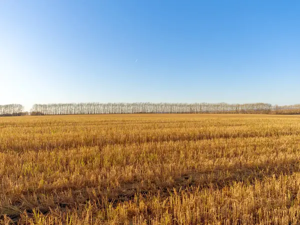 Lapangan Setelah Panen Autumn Sunny Day Ladang Sedang Mempersiapkan Tanaman — Stok Foto