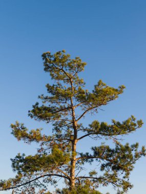 Mavi gökyüzünde çam çamı. Sonbahar akşamı