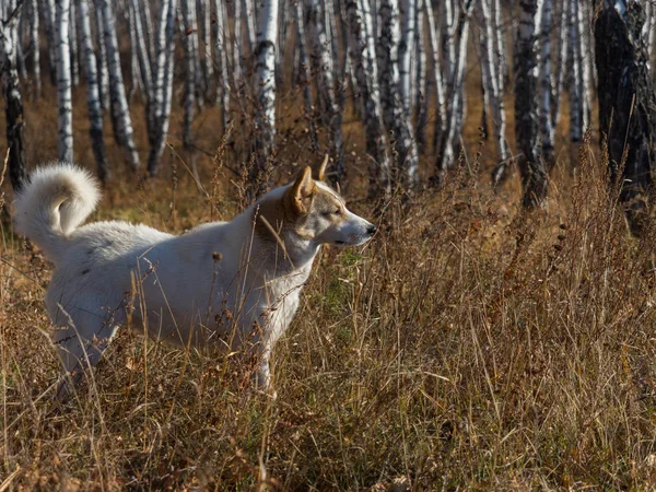 Husky Dog Walks Autumn Forest Autumn Siberian Landscape — 스톡 사진