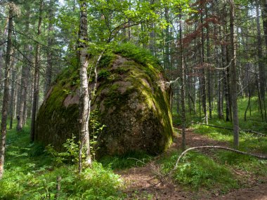 Tayga 'da fazla büyümüş büyük bir taş. Yaz güneşli bir gün