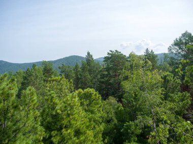 Güzel kozalaklı yeşil orman manzarası. Yaz güneşli bir gün