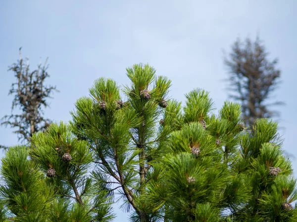 Cedar Cones Grow Branches View Top Cedar Summer Sunny Day — Stock Photo, Image