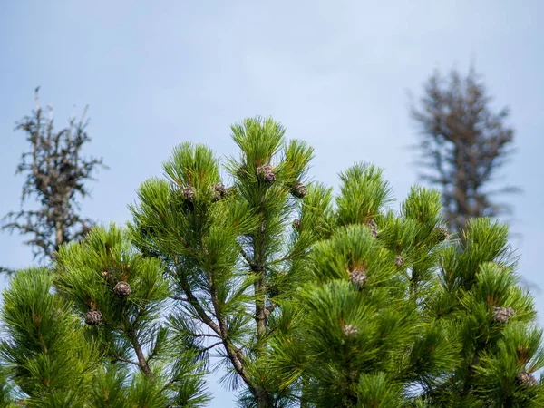 Coni Cedro Crescono Sui Rami Veduta Della Cima Del Cedro — Foto Stock