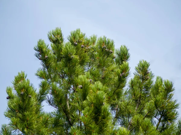 Cedar Cones Grow Branches View Top Cedar Summer Sunny Day — Stock Photo, Image