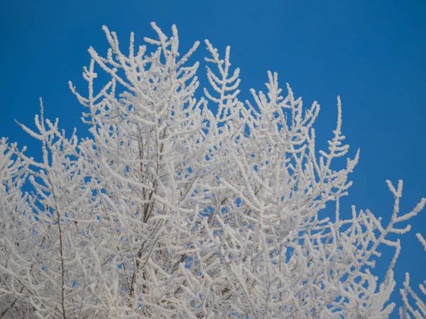 Ramas Árboles Cubiertas Escarcha Las Heladas Día Soleado Invierno — Foto de Stock