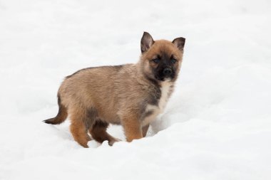 Karda küçük bir köpek yavrusu. Evcil Hayvan Favorisi