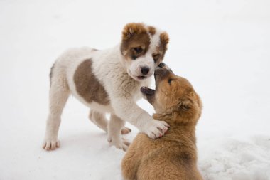 Alabai yavruları karda oynarlar. Orta Asya çoban köpeği. Evcil Hayvan Favorisi