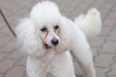 Güzel beyaz bir kaniş dikkatlice yana bakıyor. Evcil Hayvan Favorisi