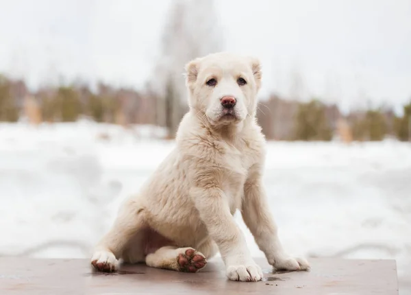 在冬季自然的背景下 繁殖后代的白色小狗 中亚牧羊犬 宠物狗最受欢迎 — 图库照片