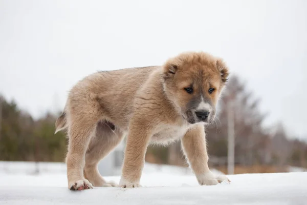 在冬季自然的背景下 杂交后代的米色小狗 中亚牧羊犬 宠物狗最受欢迎 — 图库照片