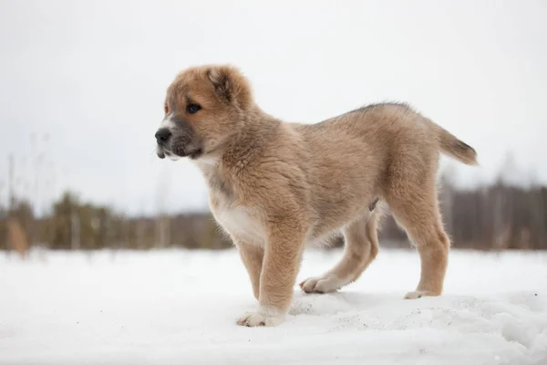 Der Beige Welpe Der Rasse Alabay Auf Einem Hintergrund Winterlicher — Stockfoto