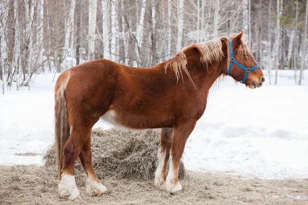 Red horse with a light mane and tail on a background of a winter forest. Winter day at the farm