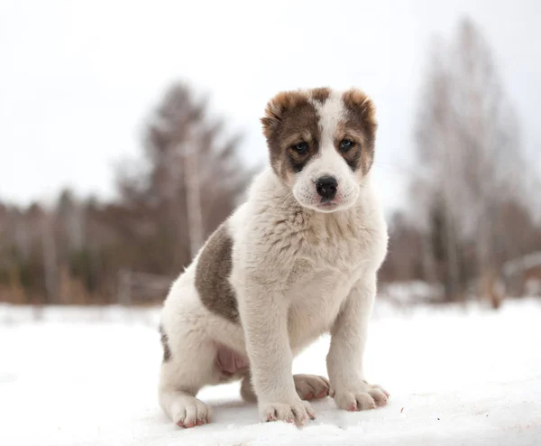 Zauważony Szczeniak Rasy Alabay Tle Zimowej Przyrody Środkowoazjatycki Pies Pasterski — Zdjęcie stockowe