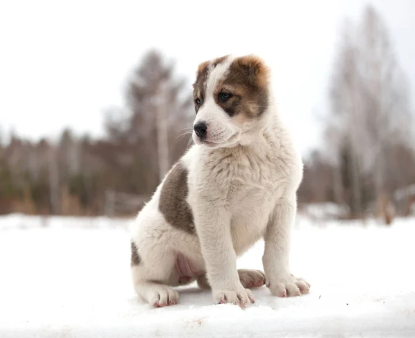 Cachorrinho Manchado Raça Alabay Contexto Natureza Inverno Central Asiático Cão — Fotografia de Stock