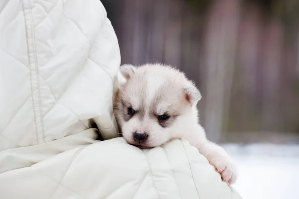 Kleine Husky Puppy Armen Van Een Man Kijkt Zijn Schouder — Stockfoto