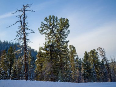 Sibirya kış ormanlarında etkileyici sedir ağaçları. Taiga 'da güneşli bir gün