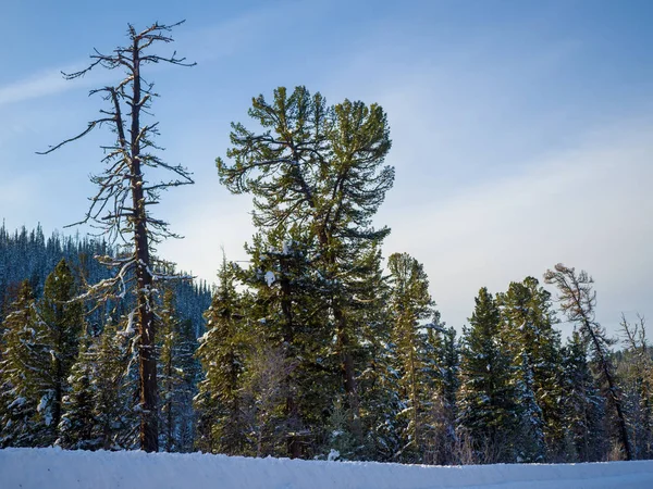 Cedros Expresivos Bosque Invernal Siberiano Día Soleado Taiga — Foto de Stock