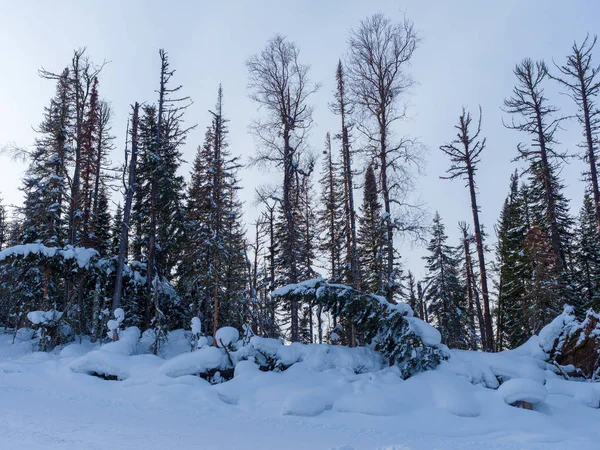 Árboles Expresivos Bosque Invernal Siberiano Taiga Nieve — Foto de Stock