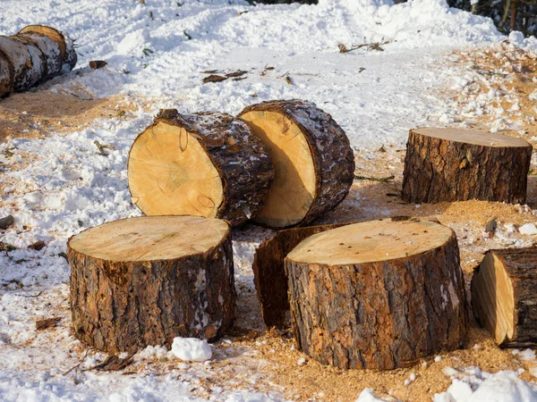 Kości Sosny Kufer Drzewa Jest Pocięty Kawałki Logowanie Zimie Tajga — Zdjęcie stockowe