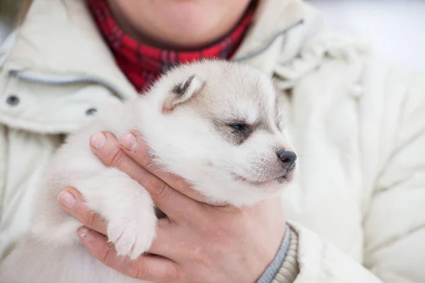 Kollarında Küçük Şirin Bir Köpek Yavrusu Sibirya Laika Cinsi Açık — Stok fotoğraf