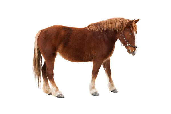 Isolerad Röd Häst Auburn Kropp Och Ljus Beige Man Och — Stockfoto