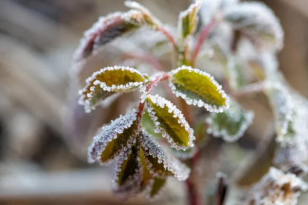 Grünes Gras auf der Wiese ist mit Schnee bedeckt. — Stockfoto