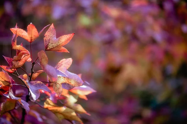 Outono folhas de bordo em um fundo borrado com bokeh . — Fotografia de Stock