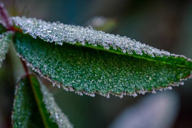 Çayırdaki yeşil çimenler karla kaplıdır..