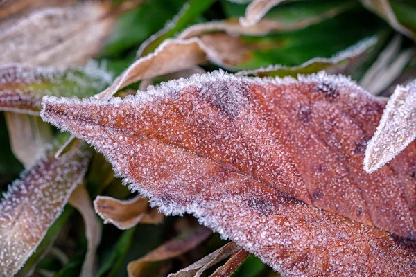 Kışın donmuş bitkiler — Stok fotoğraf