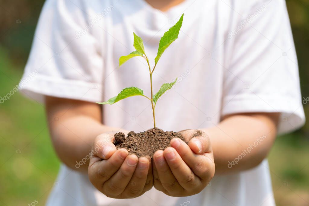 Hands holding plant in soil, Earth Day save environment concept. Growing seedling forester planting